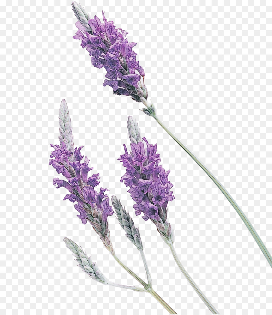 Jabón，Lavanda PNG