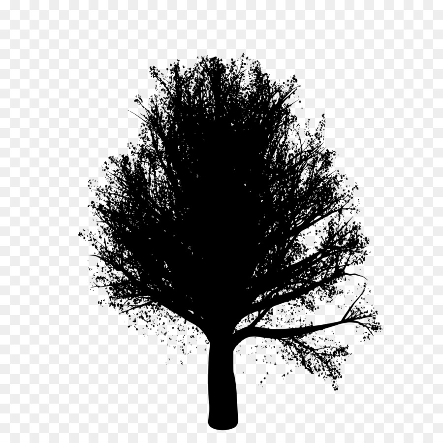 Árbol，Roble PNG