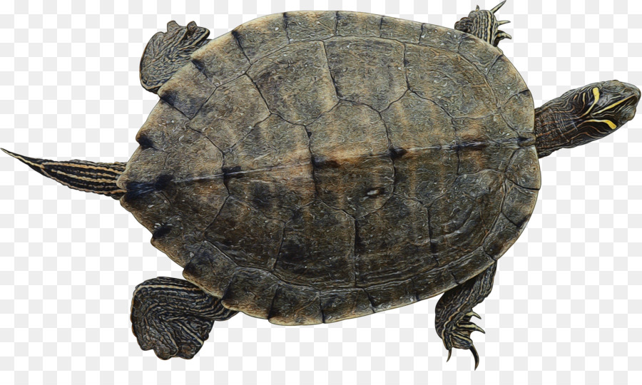 Tortuga，Redeared Control Deslizante PNG