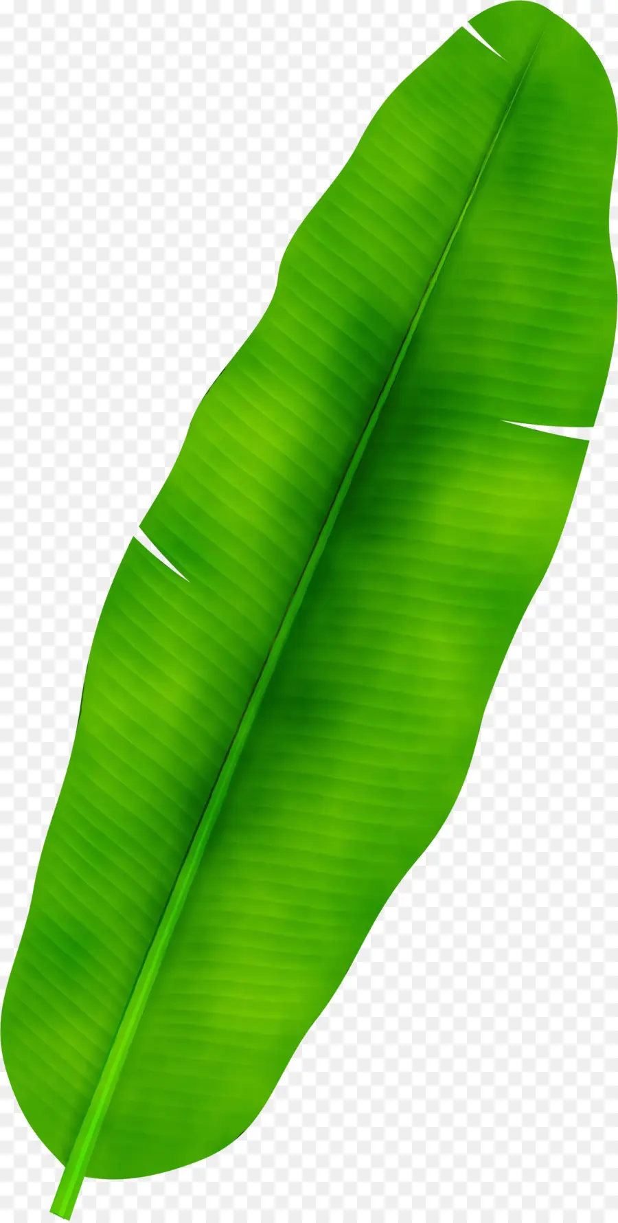 Hoja，Verde PNG