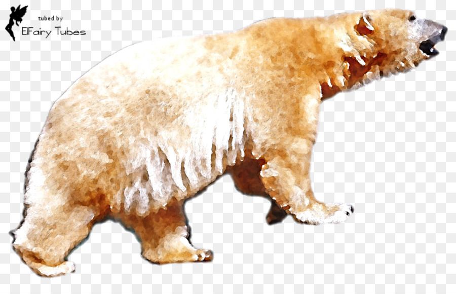 Oso Polar，Oso PNG