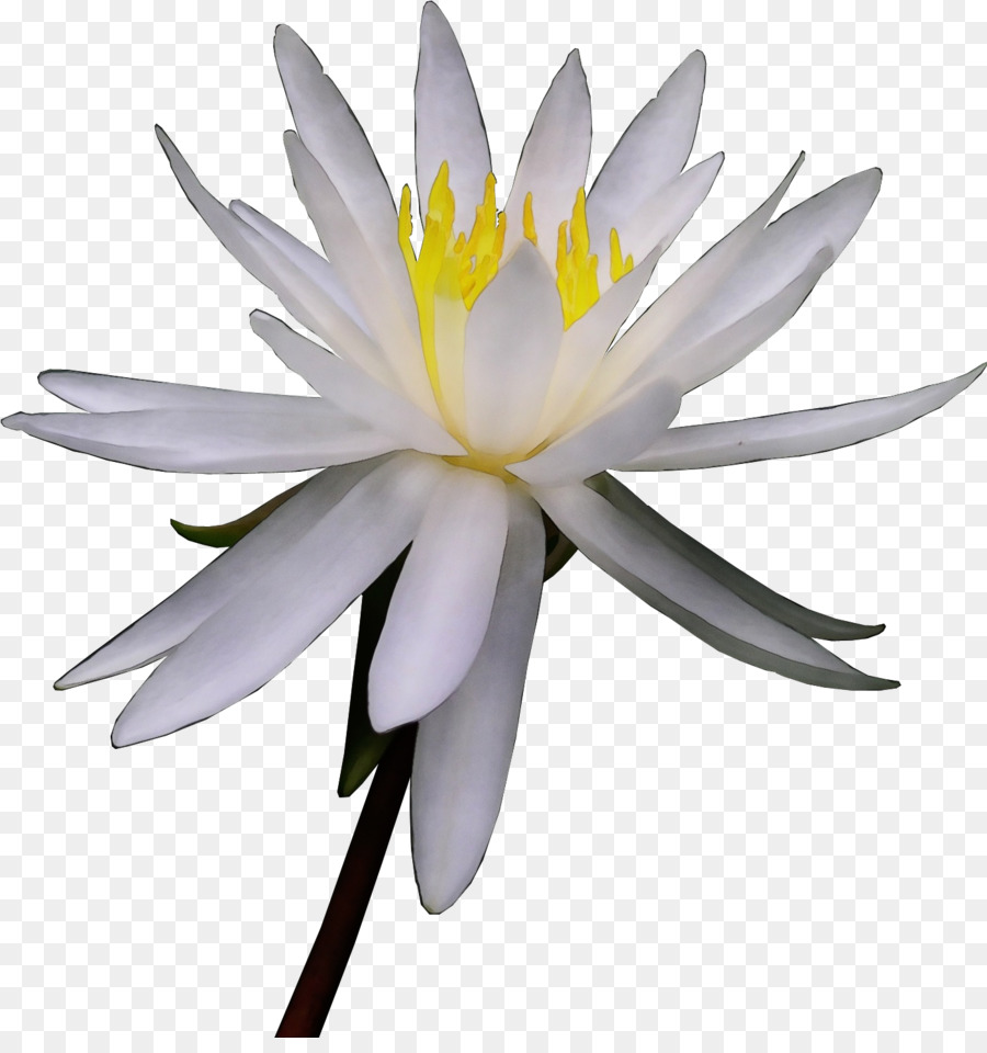 Flor Blanca，Florecer PNG