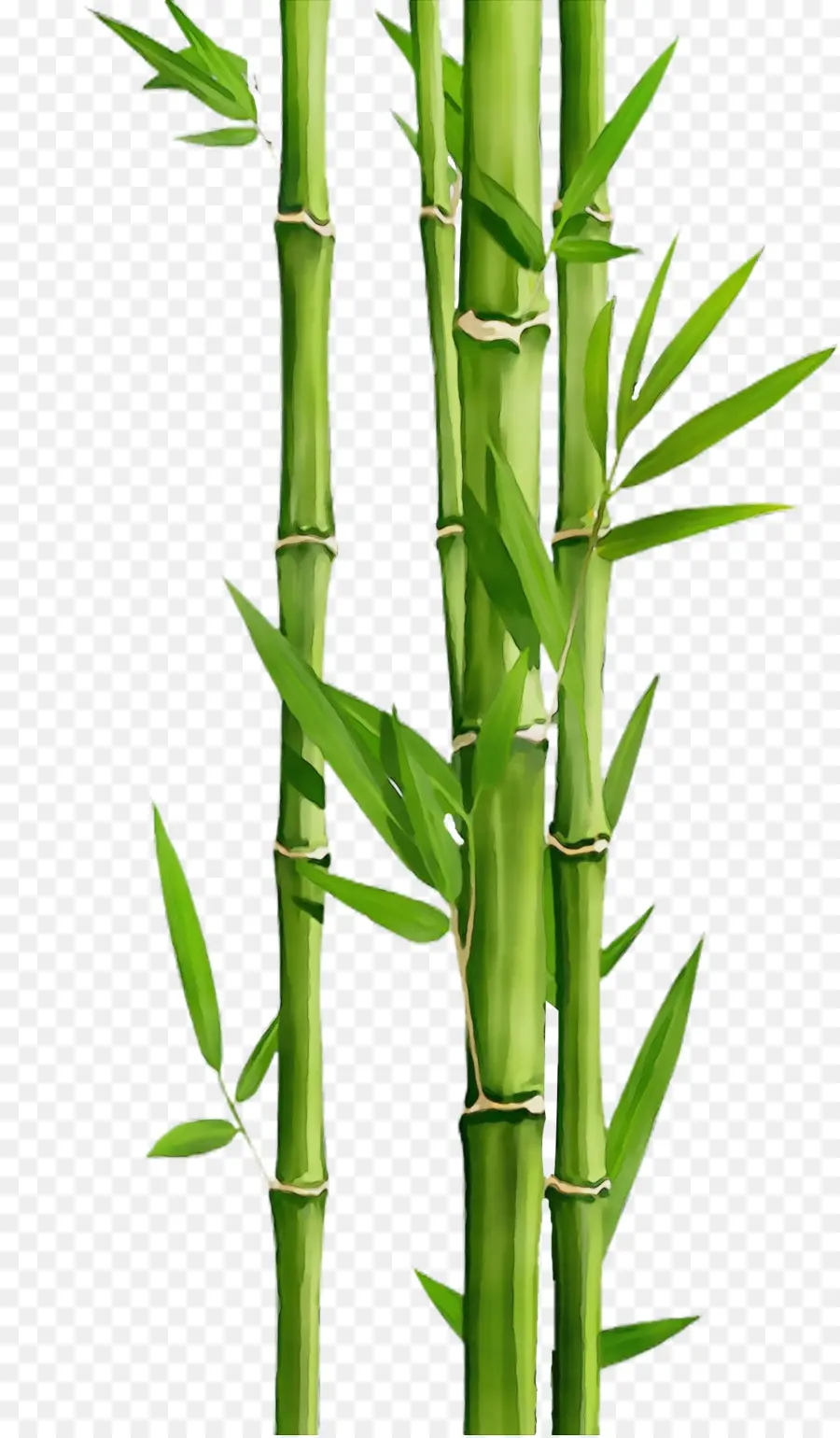 Bambú，Planta PNG