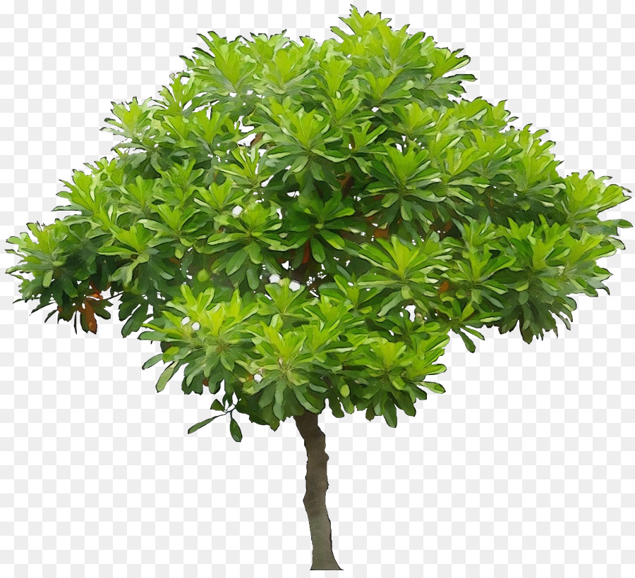 Árbol，Roble PNG