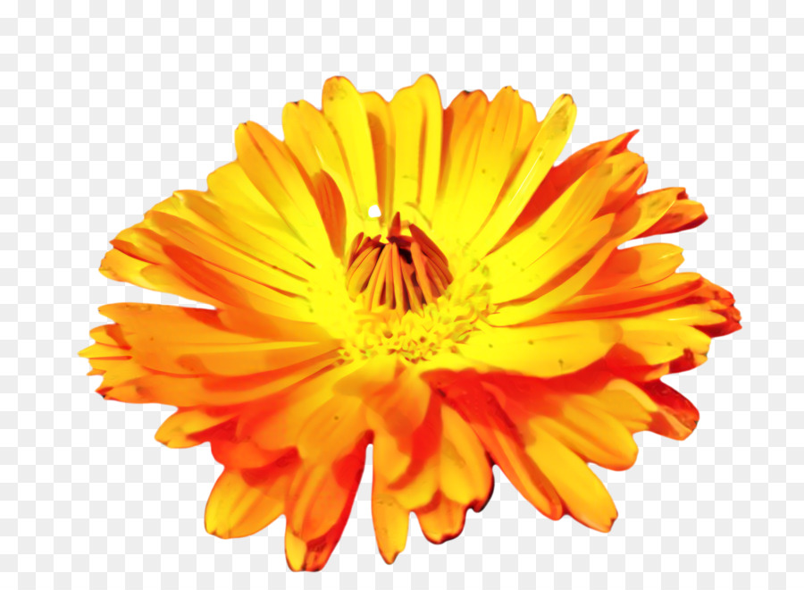 Clavel Naranja，Florecer PNG