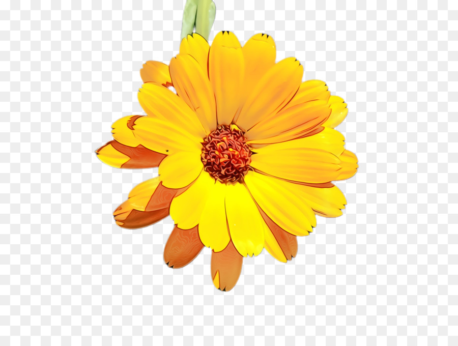 Crisantemo，Azufre Cosmos PNG