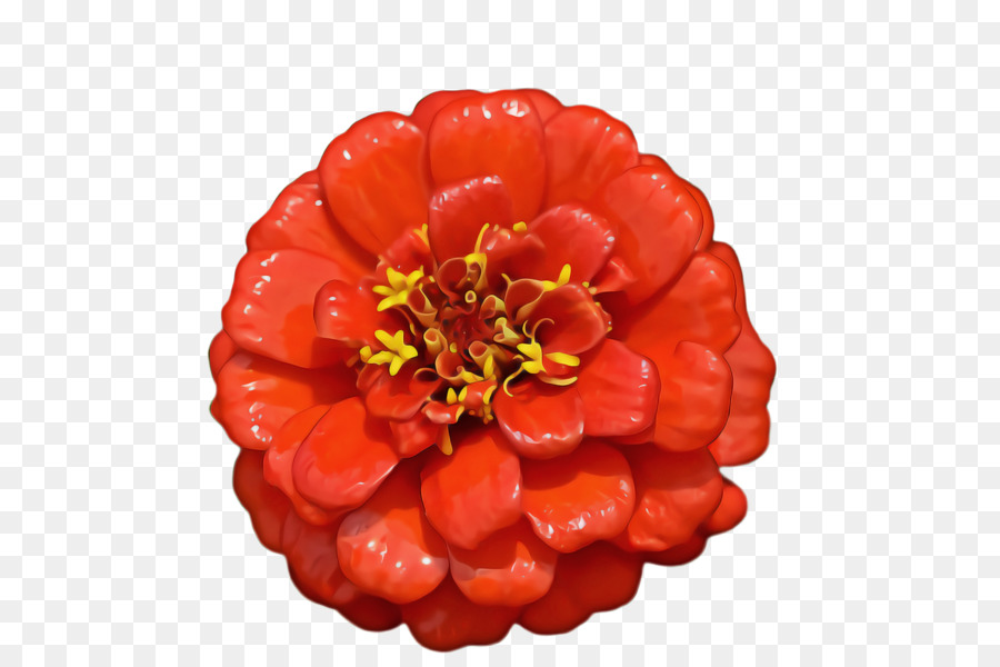 Flor De Azahar，La Fotografía PNG