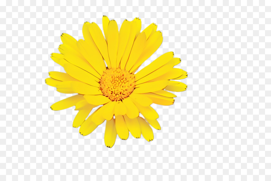 Crisantemo，Transvaal Daisy PNG