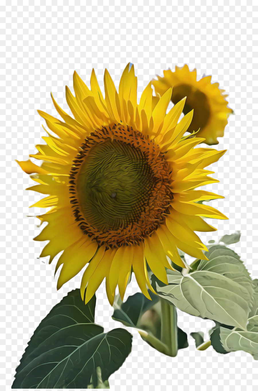 Común De Girasol，La Semilla De Girasol PNG