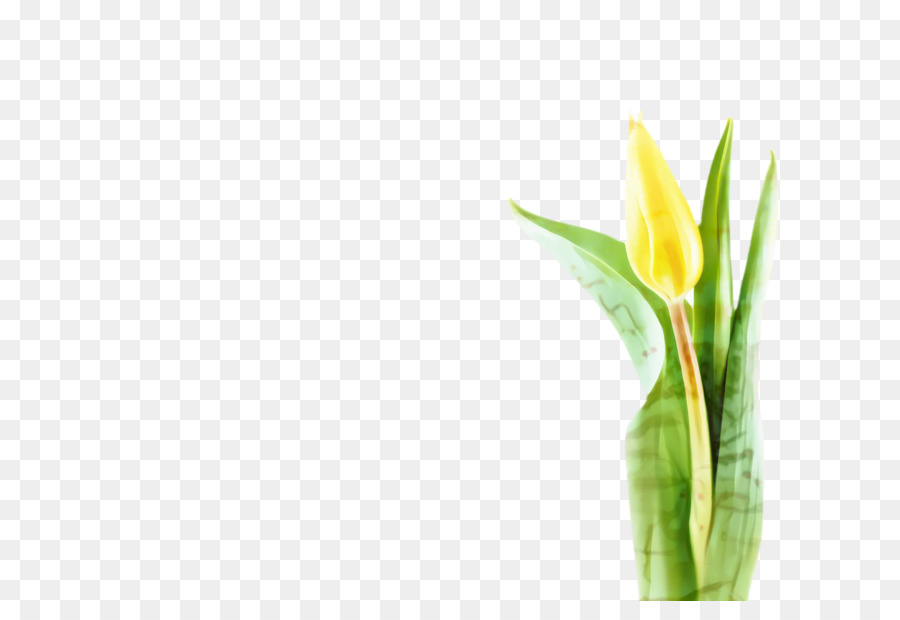 Tulip，Tallo De La Planta PNG