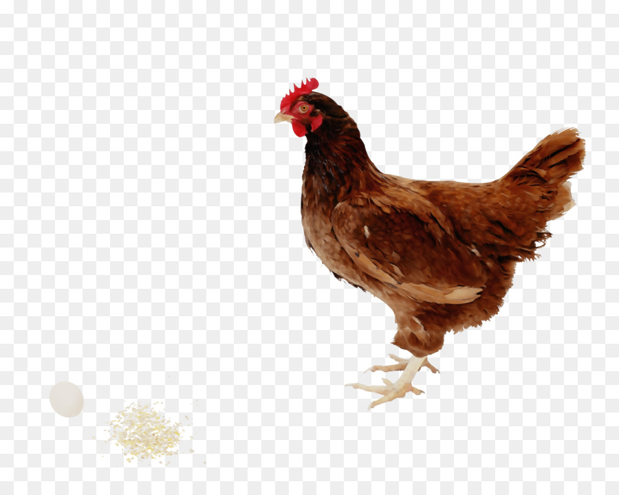 Gallo，Pollo PNG