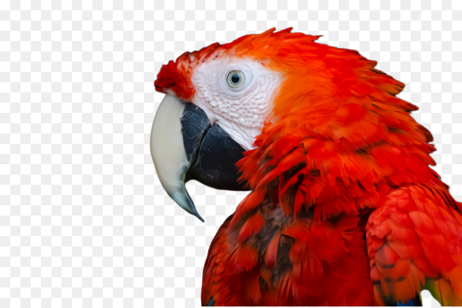 Loro Rojo Y Azul，Pájaro PNG