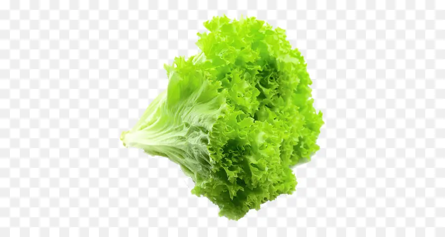 Ensalada，Lechuga De Hoja Roja PNG