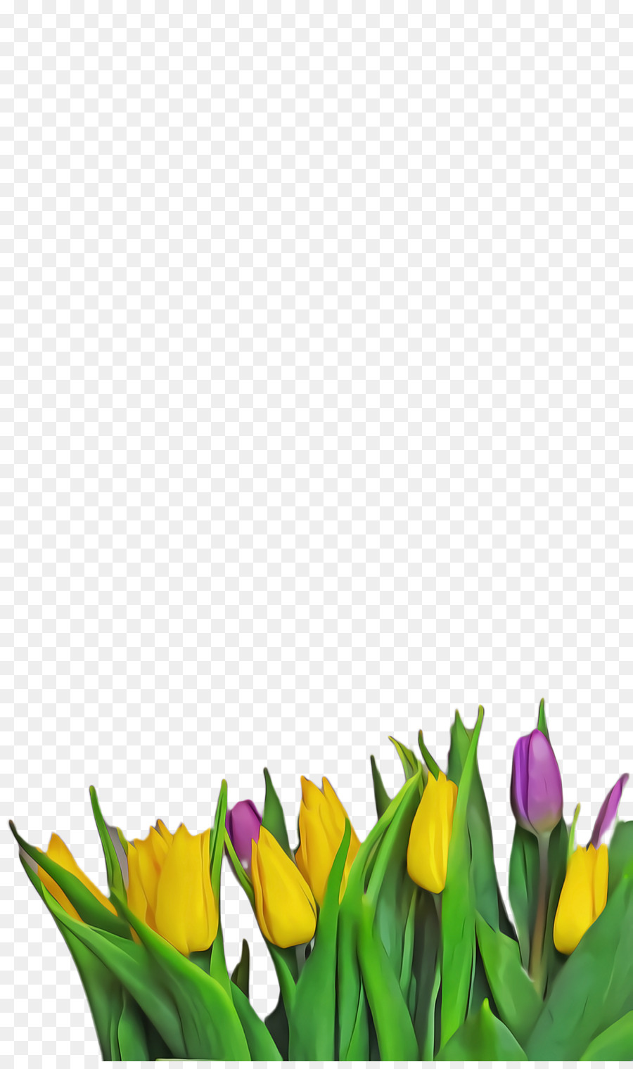 Tulip，Flor PNG