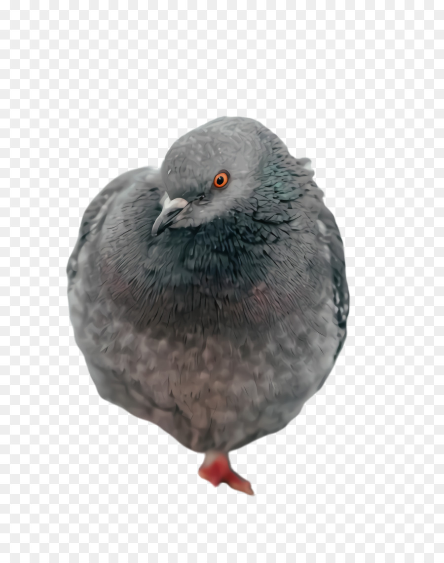 Las Palomas Y Las Palomas，El Molinete De La Paloma PNG