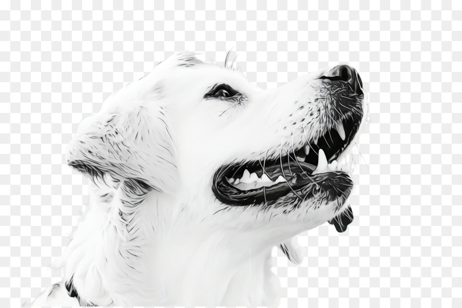 Raza De Perro，Cachorro PNG