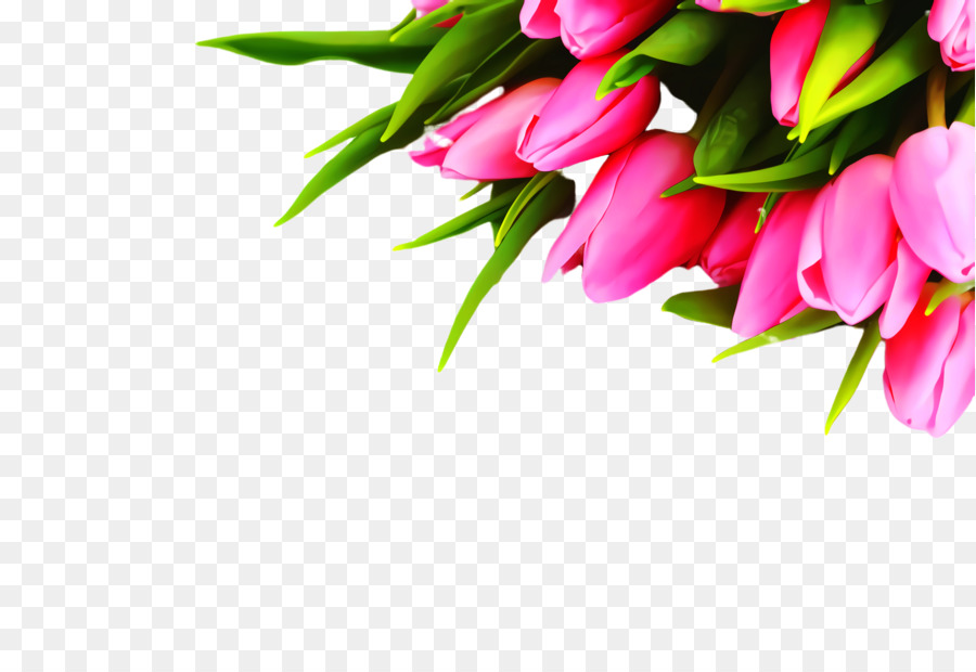 Tulip，Pañal PNG