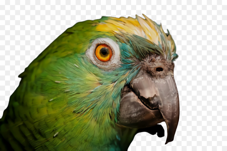 Loro，Guacamayo PNG