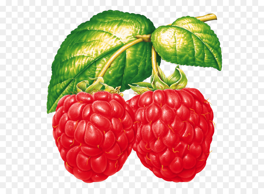 Frambuesas，Fruta PNG