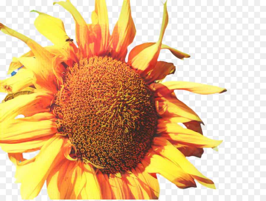 Girasol，Amarillo PNG