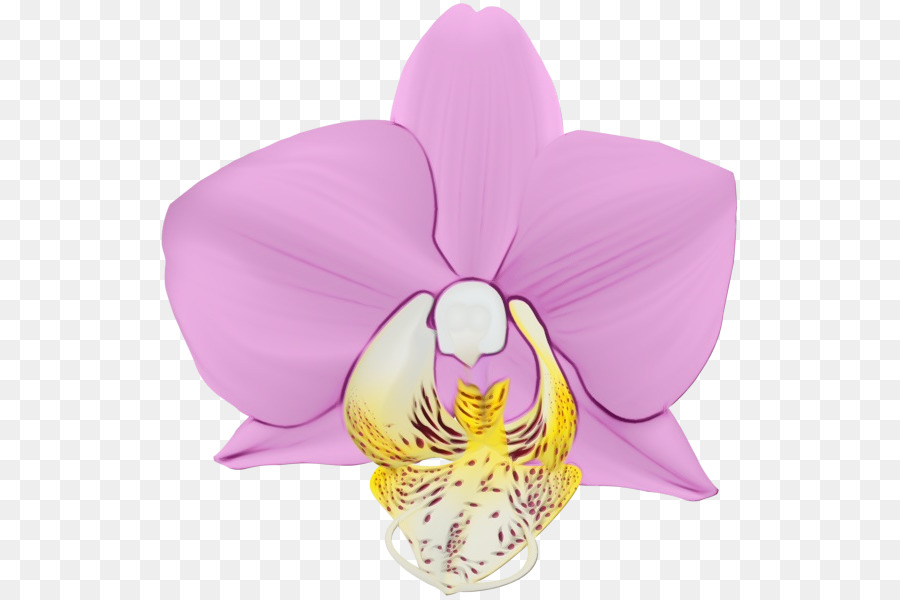 Orquídea Morada，Pétalos PNG