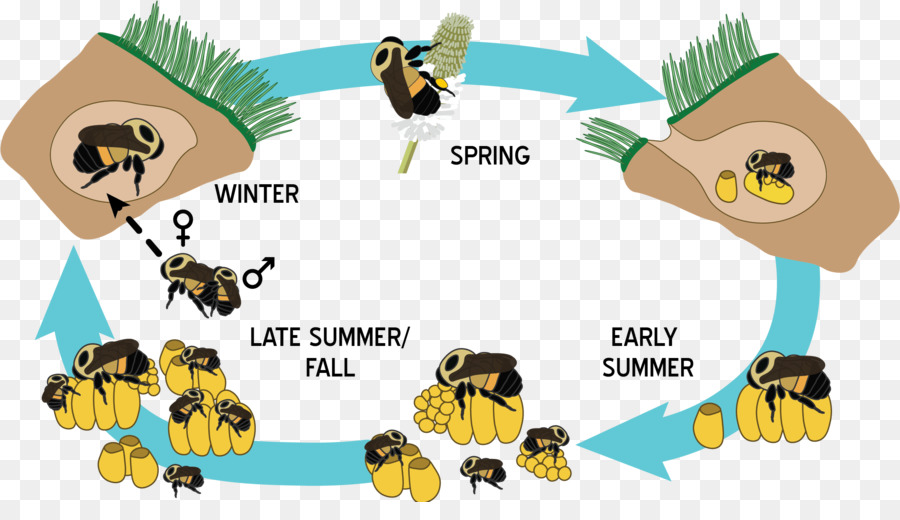 El Oeste De La Miel De Abeja，Abeja PNG