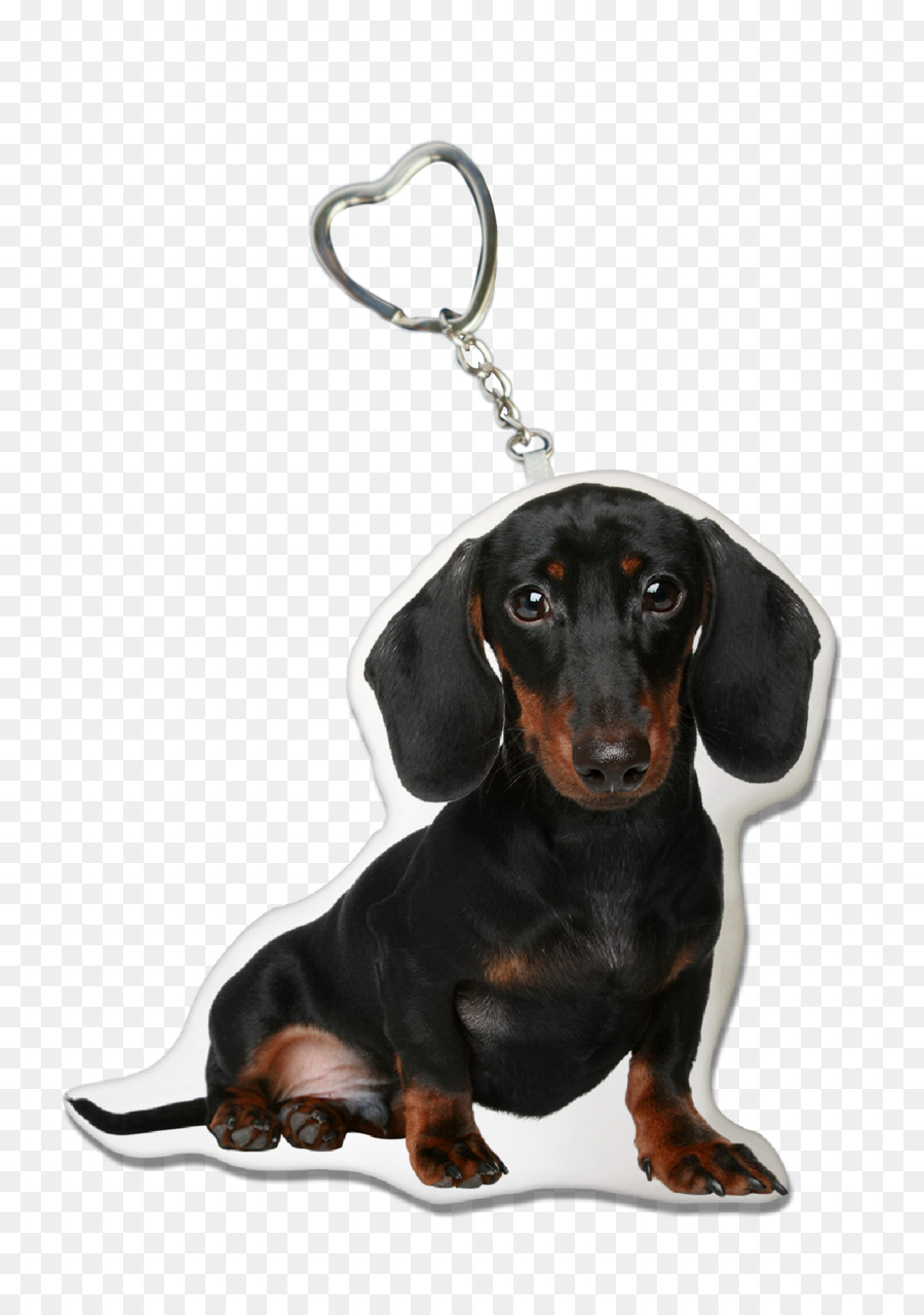 Perro Tejonero，Cachorro PNG