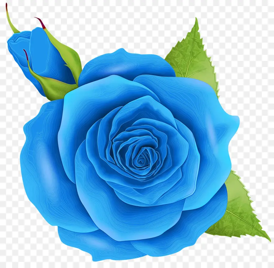 Las Rosas De Jardín，Rosa Azul PNG