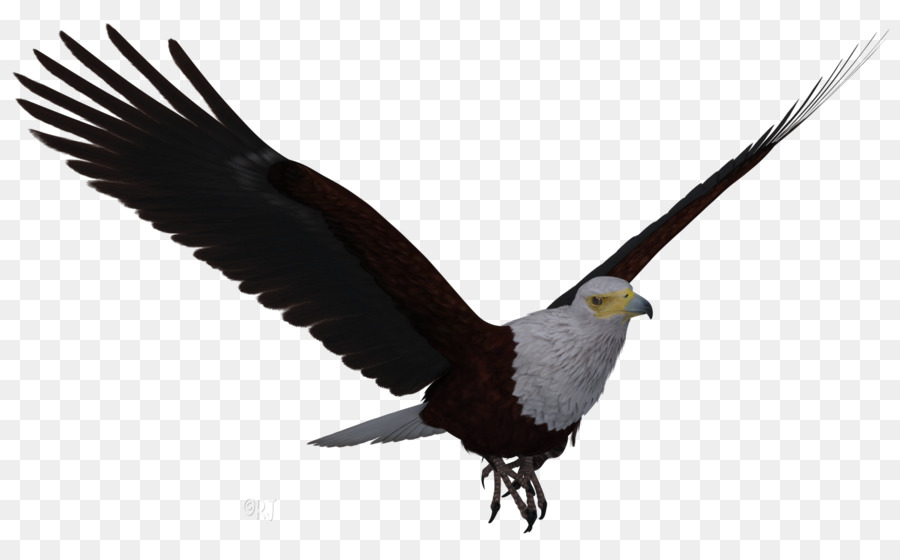 águila Calva，águila PNG