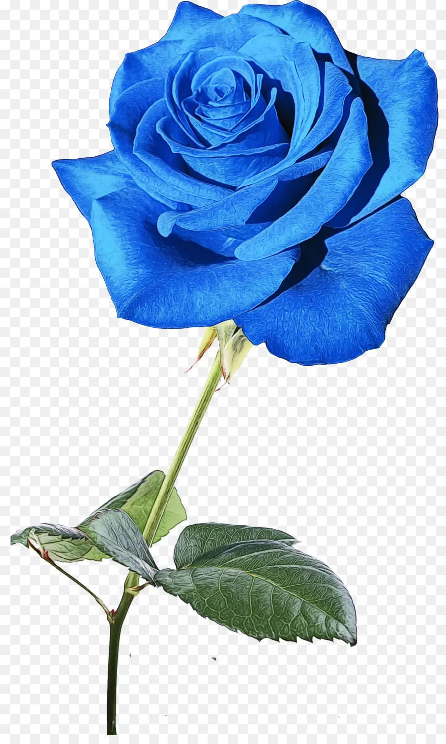 Rosa Azul，Las Rosas De Jardín PNG