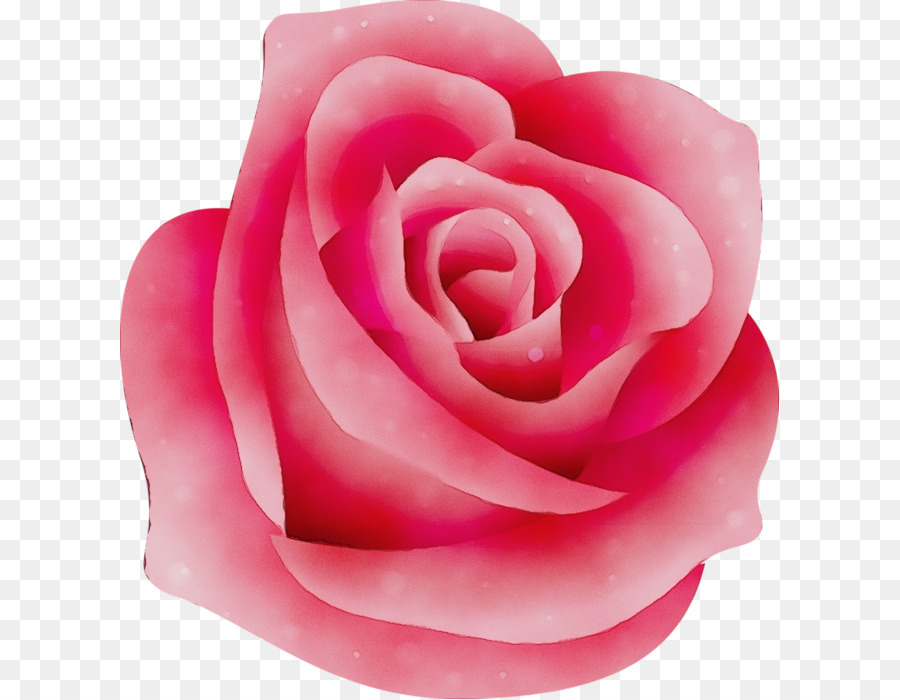 Rosas De Jardín，Rosa De Repollo PNG