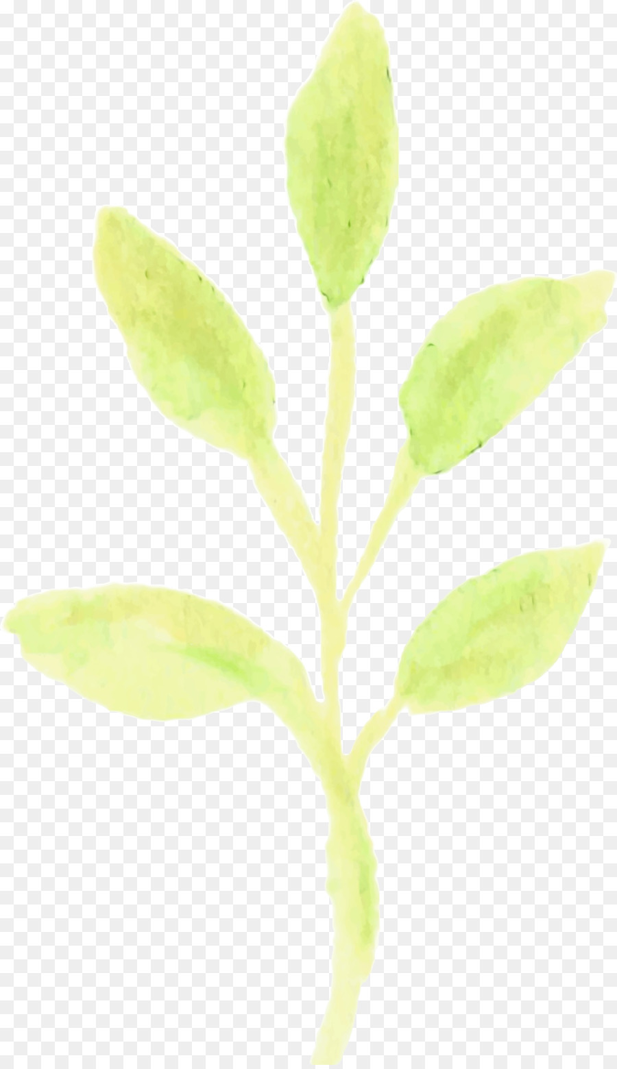 Hoja，Tallo De La Planta PNG