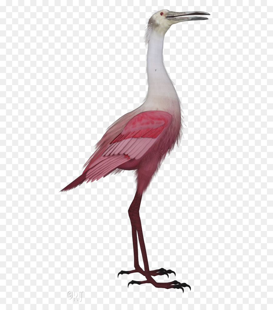 Cigüeña Blanca，Aves PNG