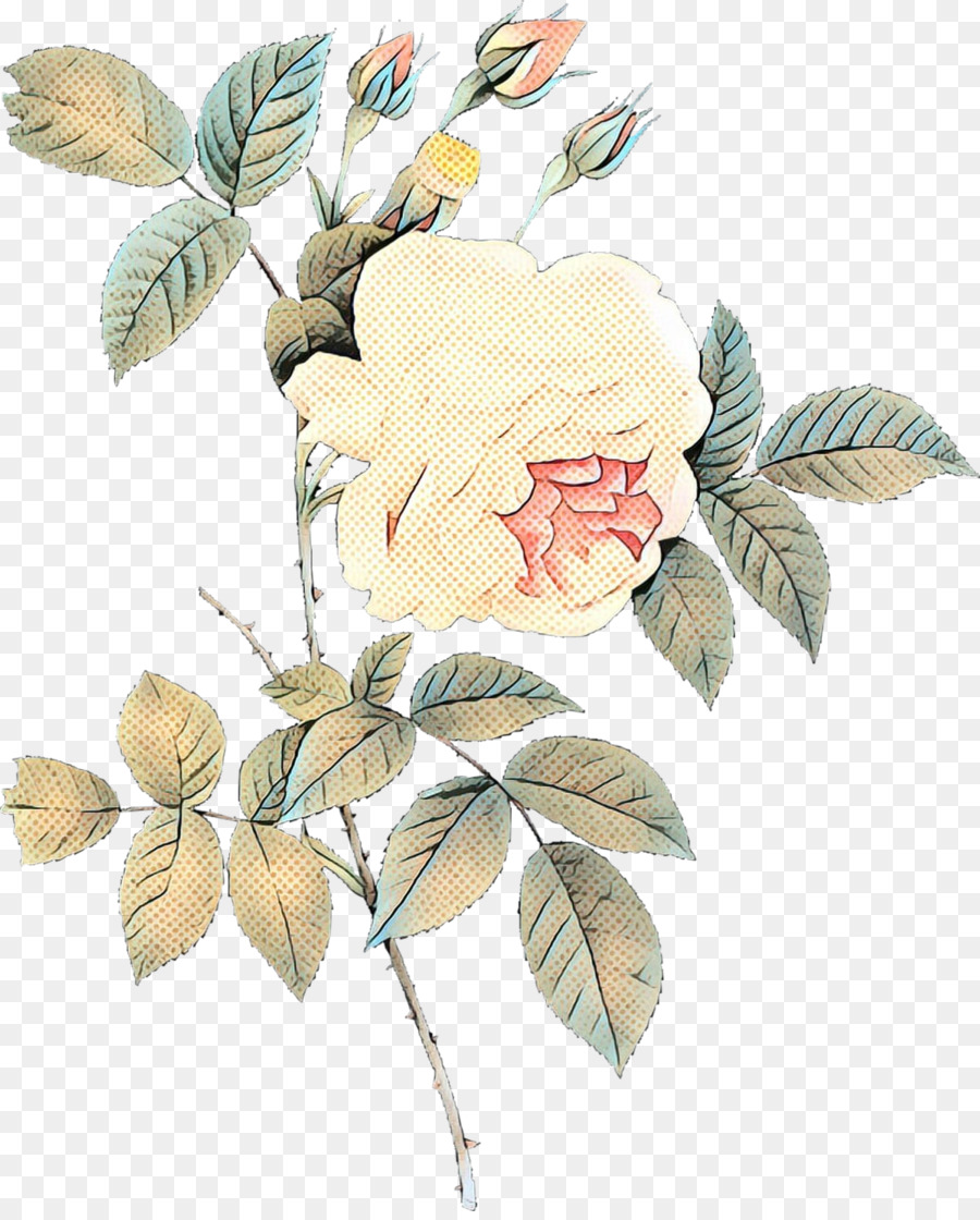 Col Rosa，Diseño Floral PNG