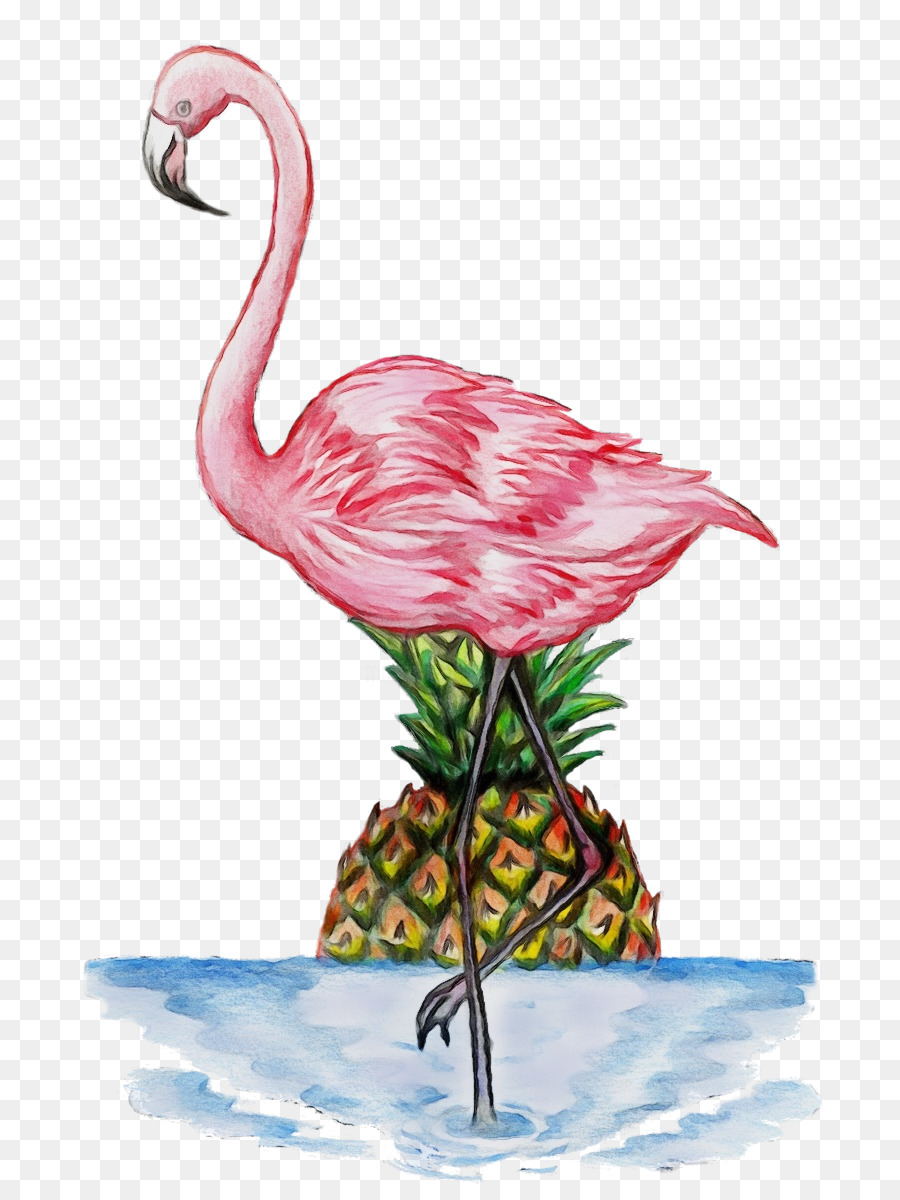 Flamenco，Piña PNG