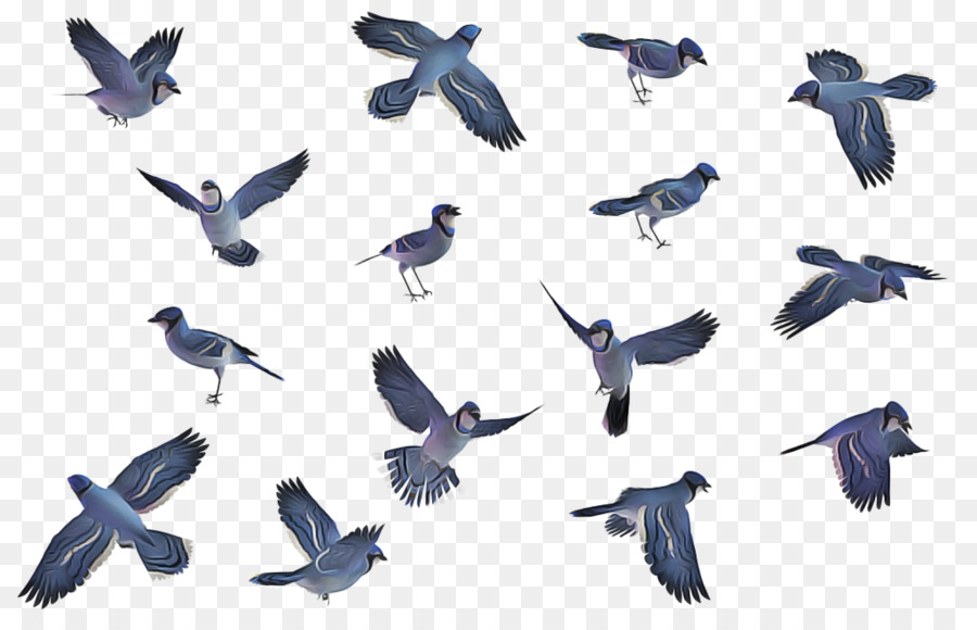 Las Palomas Y Las Palomas，Pico PNG