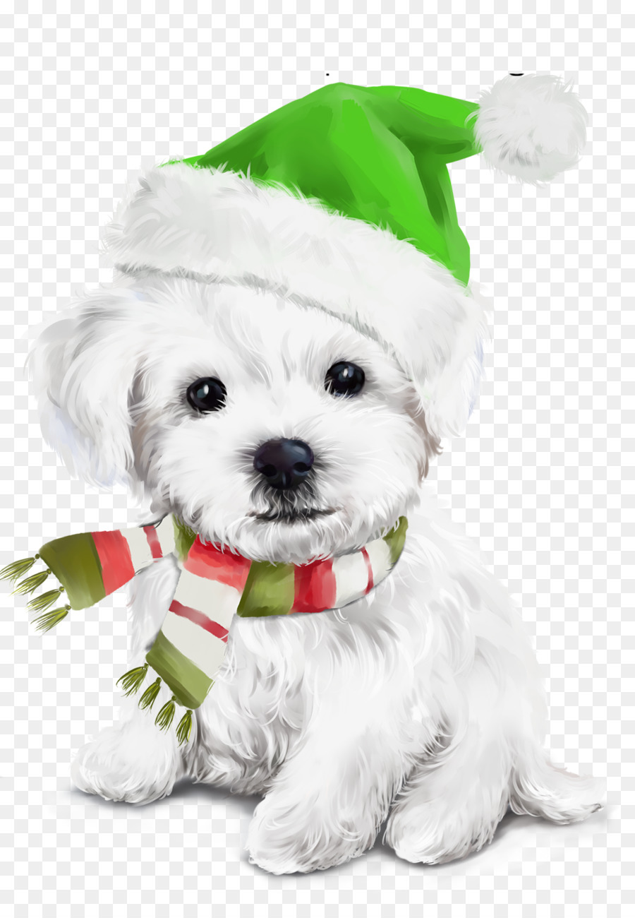 Cachorro Con Sombrero De Invierno，Cachorro PNG