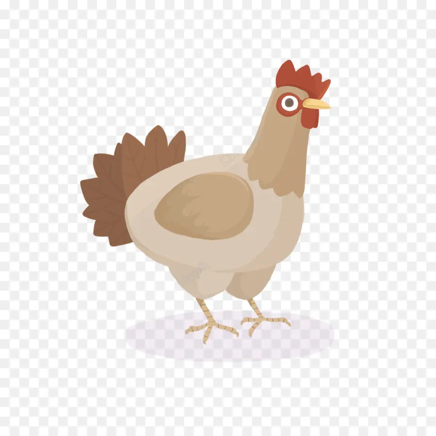 Pollo，Gallo PNG