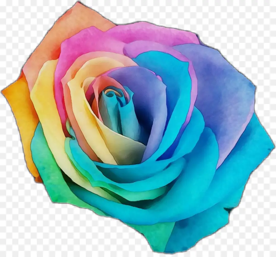 Rainbow Rose，Las Rosas De Jardín PNG