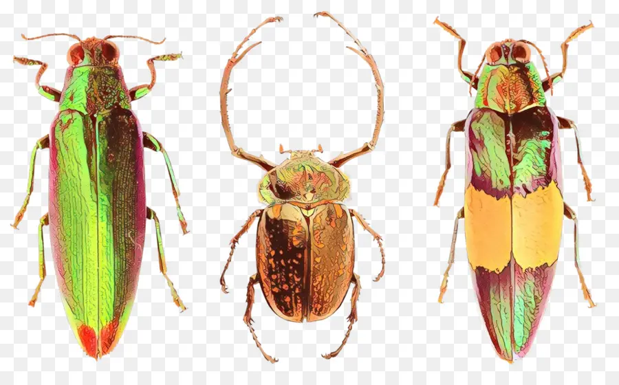 Escarabajo，Escarabajos PNG