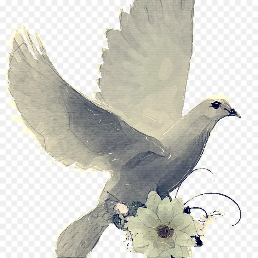 Espíritu Santo，Aves PNG