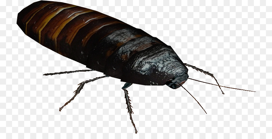 Cucaracha，Madagascar Silbido De Cucarachas PNG