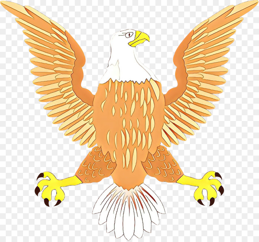 águila Calva，águila PNG