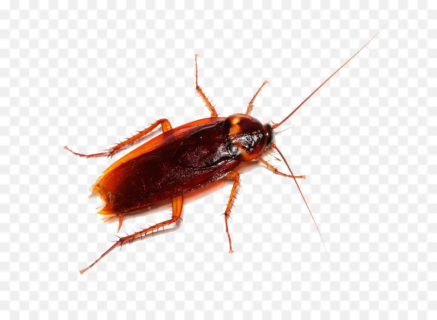 Rata，Cucaracha PNG