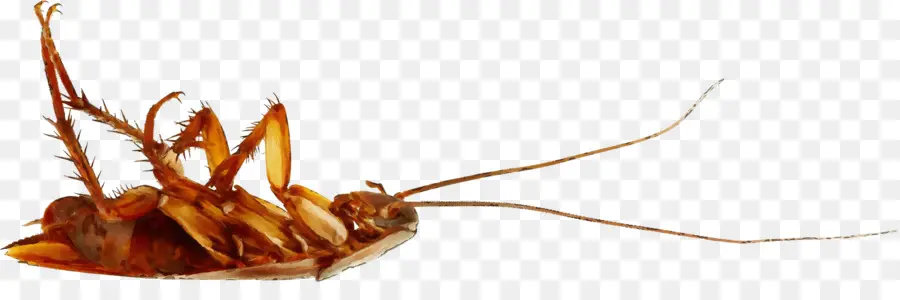 Cucaracha，Control De Plagas PNG