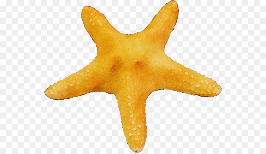 Estrella De Mar，Los Equinodermos PNG