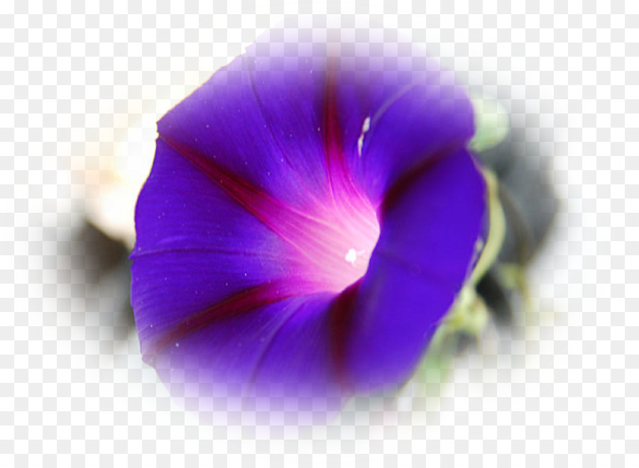 Pansy，Flores Silvestres PNG