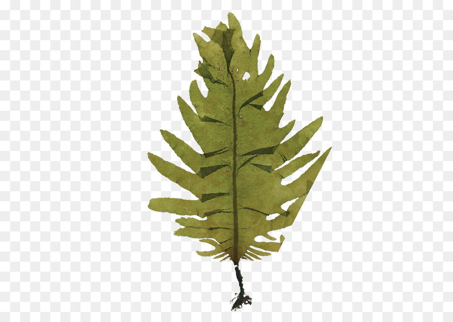 Hoja，Plantas Vasculares PNG