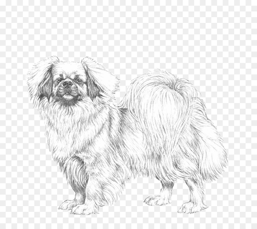 El Spaniel Tibetano，Raza De Perro PNG