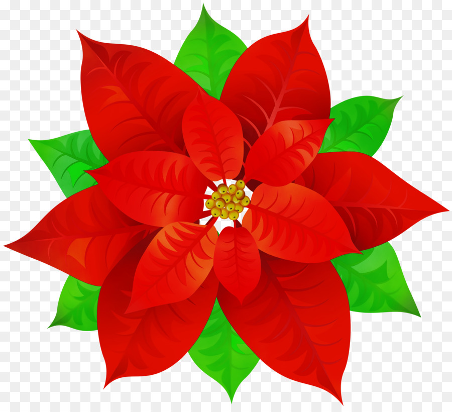 Flor De Pascua，Rojo PNG